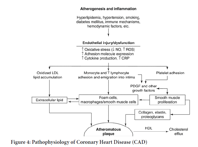 SRP-pathophysiology