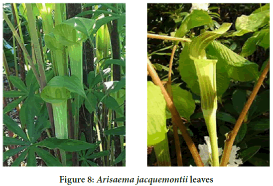 Arisaema