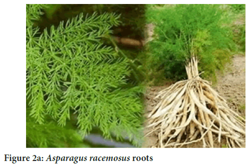 Asparagus
