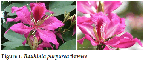 Bauhinia