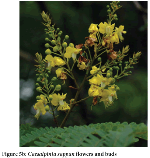 Caesalpinia