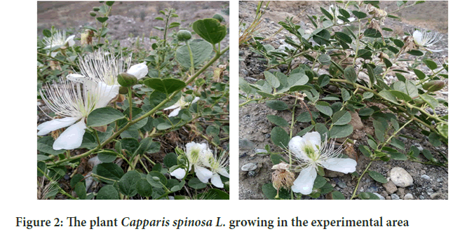 Capparis