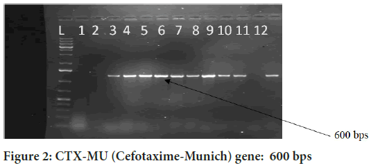 Cefotaxime