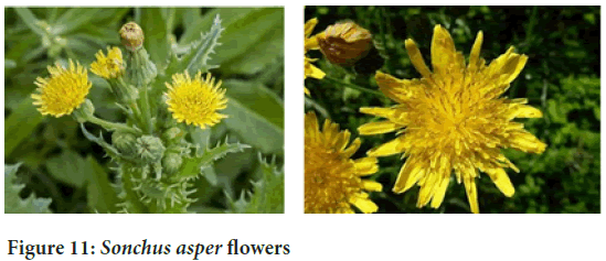 Sonchus