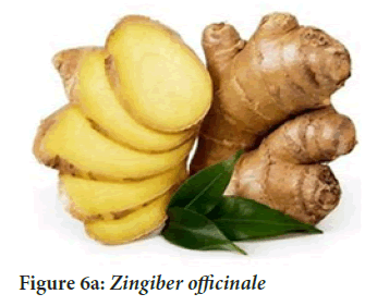 Zingiber