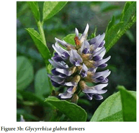 glabra