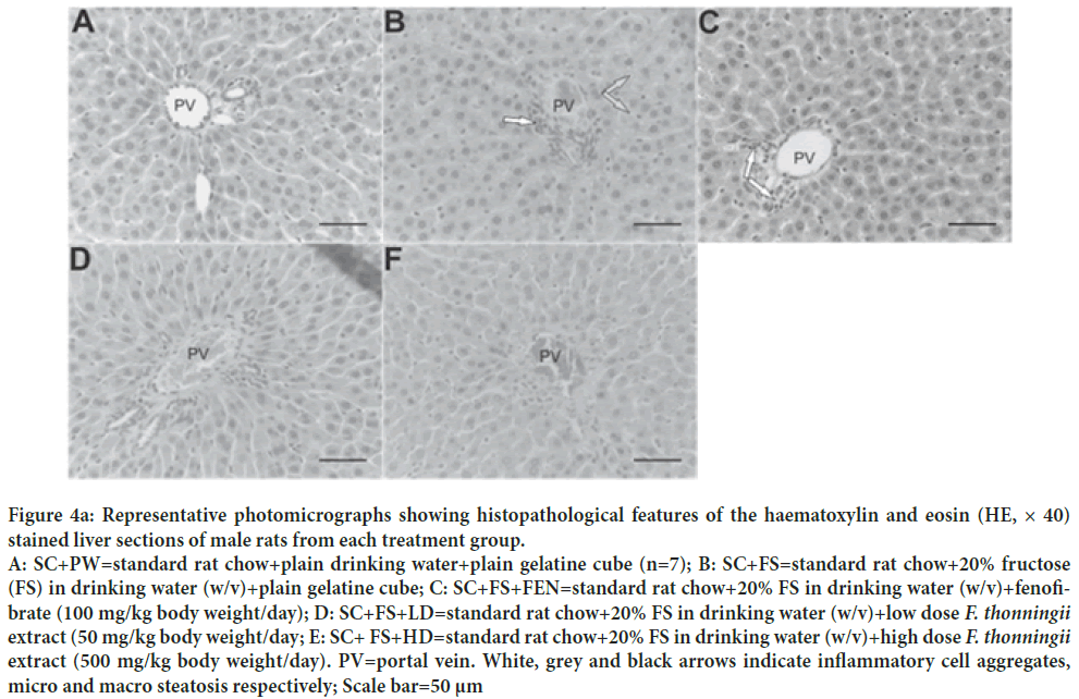 photomicrographs