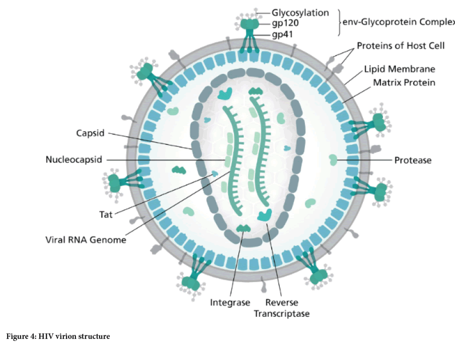 Sysrevpharm-diagram-virion