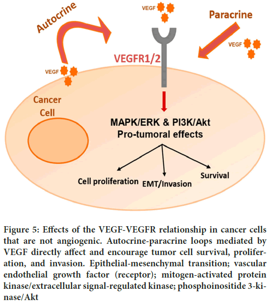 Epithelial