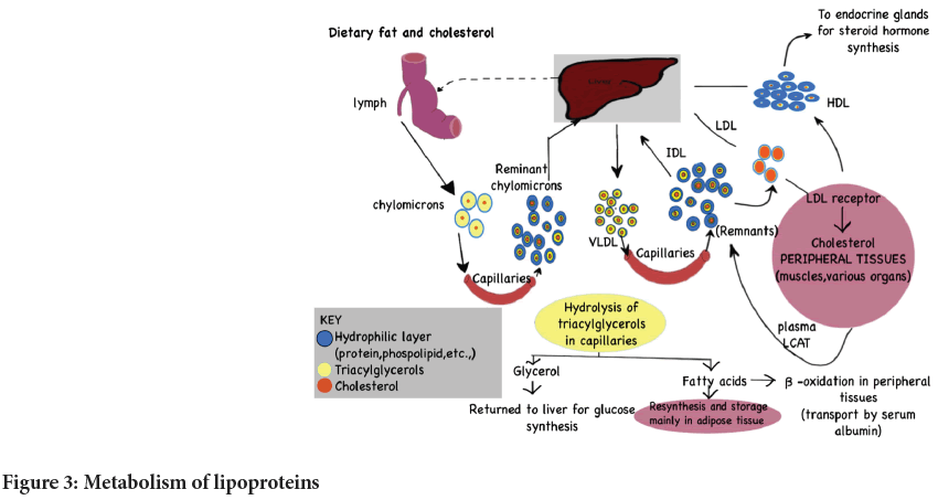 Metabolism