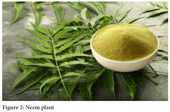 Neem