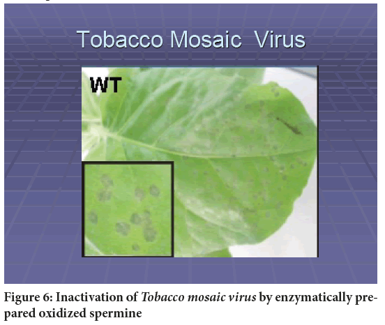 Tobacco