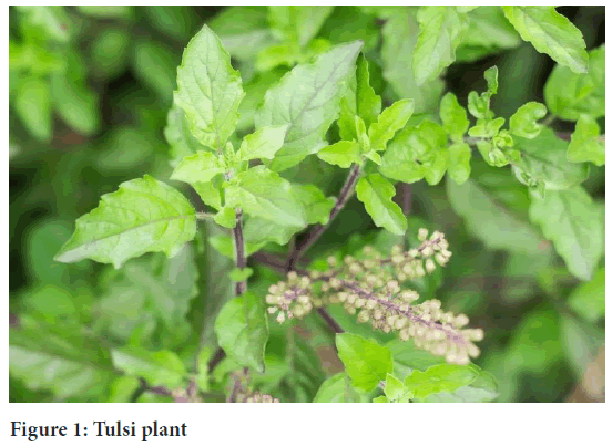 Tulsi