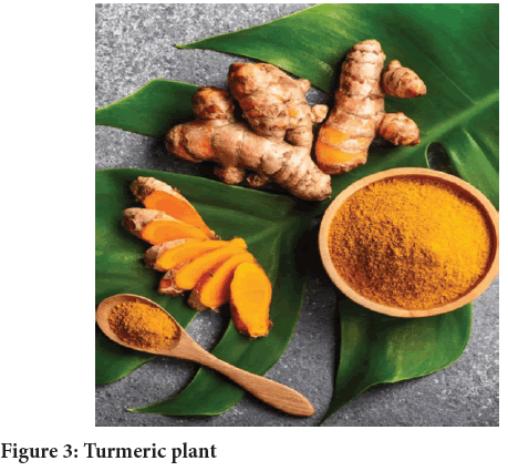 Turmeric