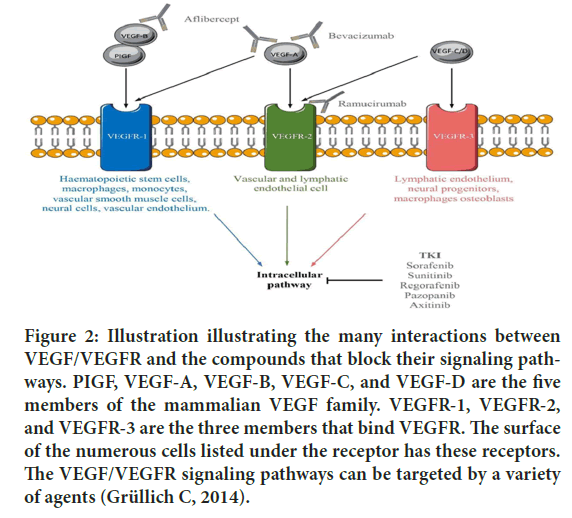 VEGF