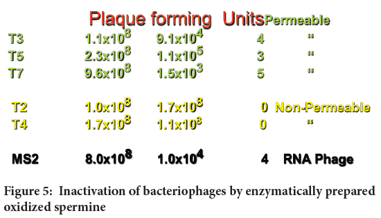 bacteriophages