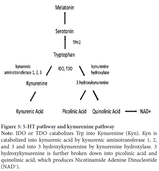 kynurenine