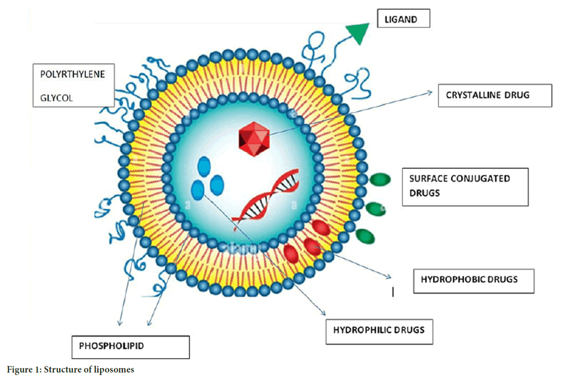 liposomes