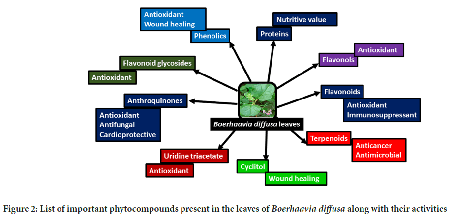 phytocompounds